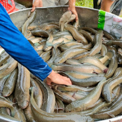 Trà Vinh: Giá cá lóc tăng, nông dân lãi đậm